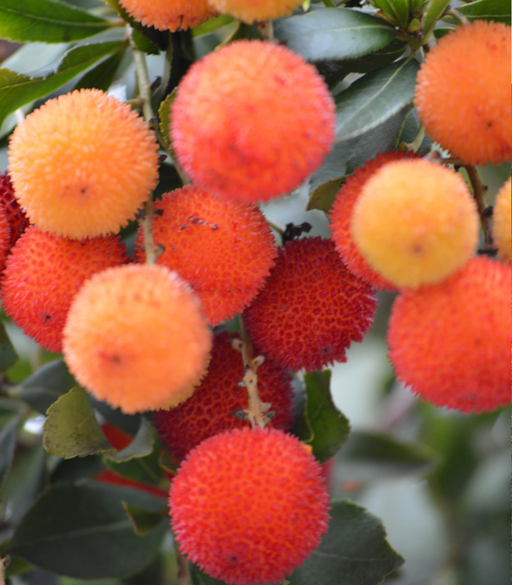 frutta1050x1200