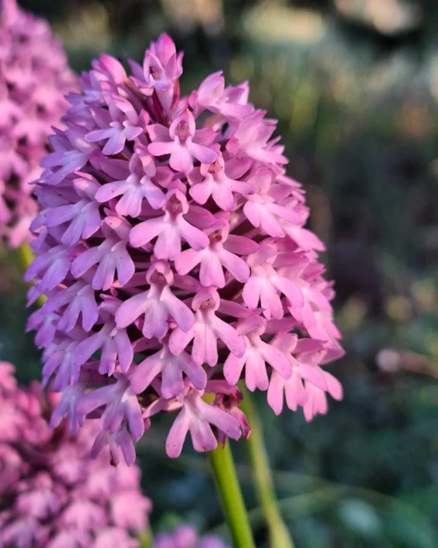 Steli sottili che sorreggono una cascata di delicati fiori rosa, che forza la natura salentina! 

In questo periodo nella nostra Tenuta si possono ammirare le orchidee spontanee perciò... aguzzate la vista e preparate il cuore alla bellezza! 🩷

E se siete curiosi di sapere che specie sia questa meravigliosa orchidea vi aspettiamo tra i commenti 🥰

www.masserianotari.it

#orchideespontanee #natura #bellezza #agriturismo #Puglia #masserianotari